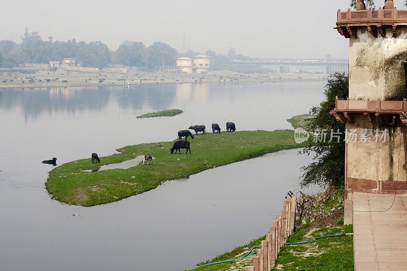这是印度牛/圣牛在绿色的亚穆纳河岛上吃草的图片，位于印度北方邦阿格拉的Ambedkar桥和Itmad / Itimad Ud Daulah陵墓旁(小泰姬陵照片)